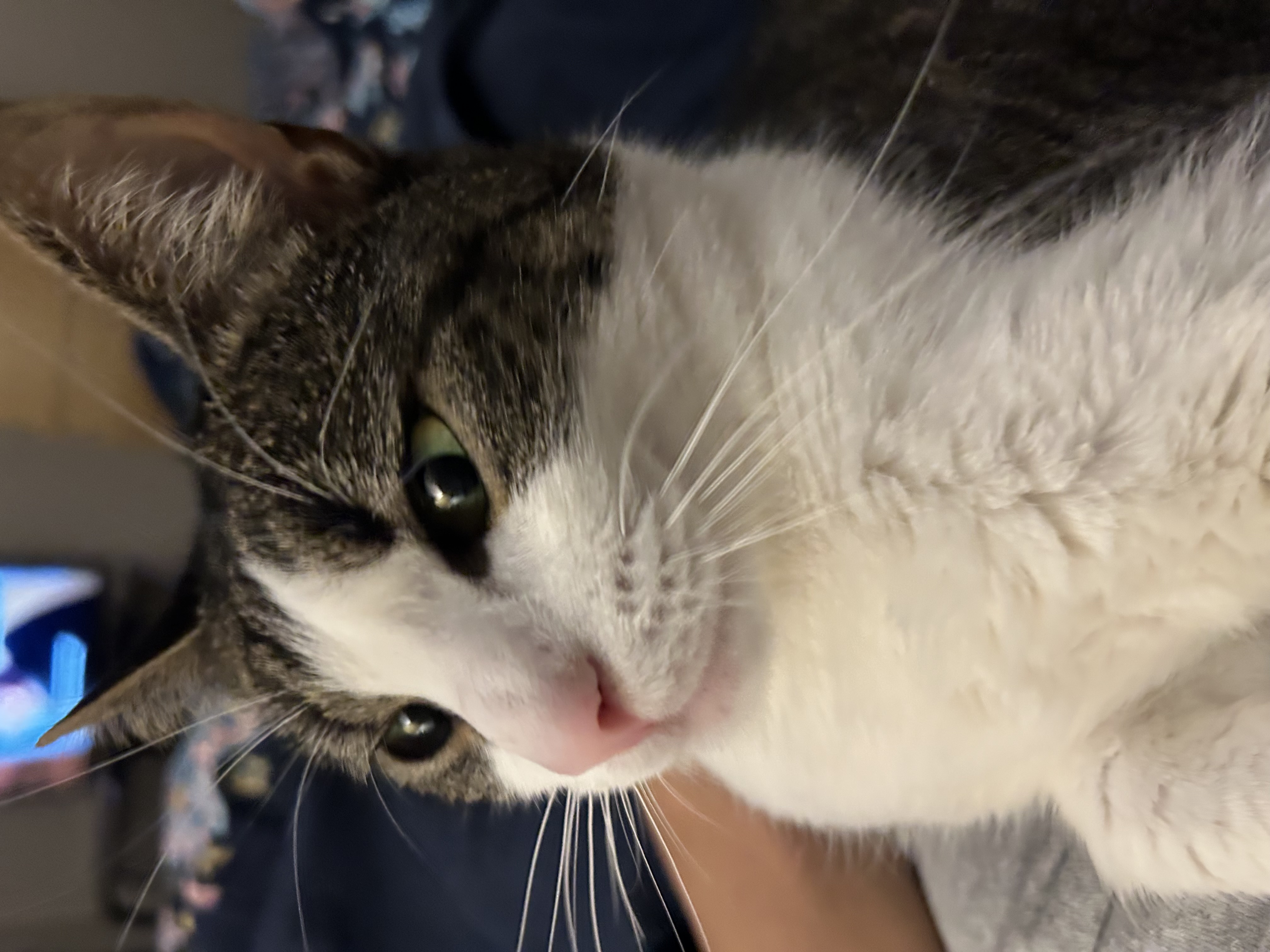 Emma's Pickleball Cafe logo